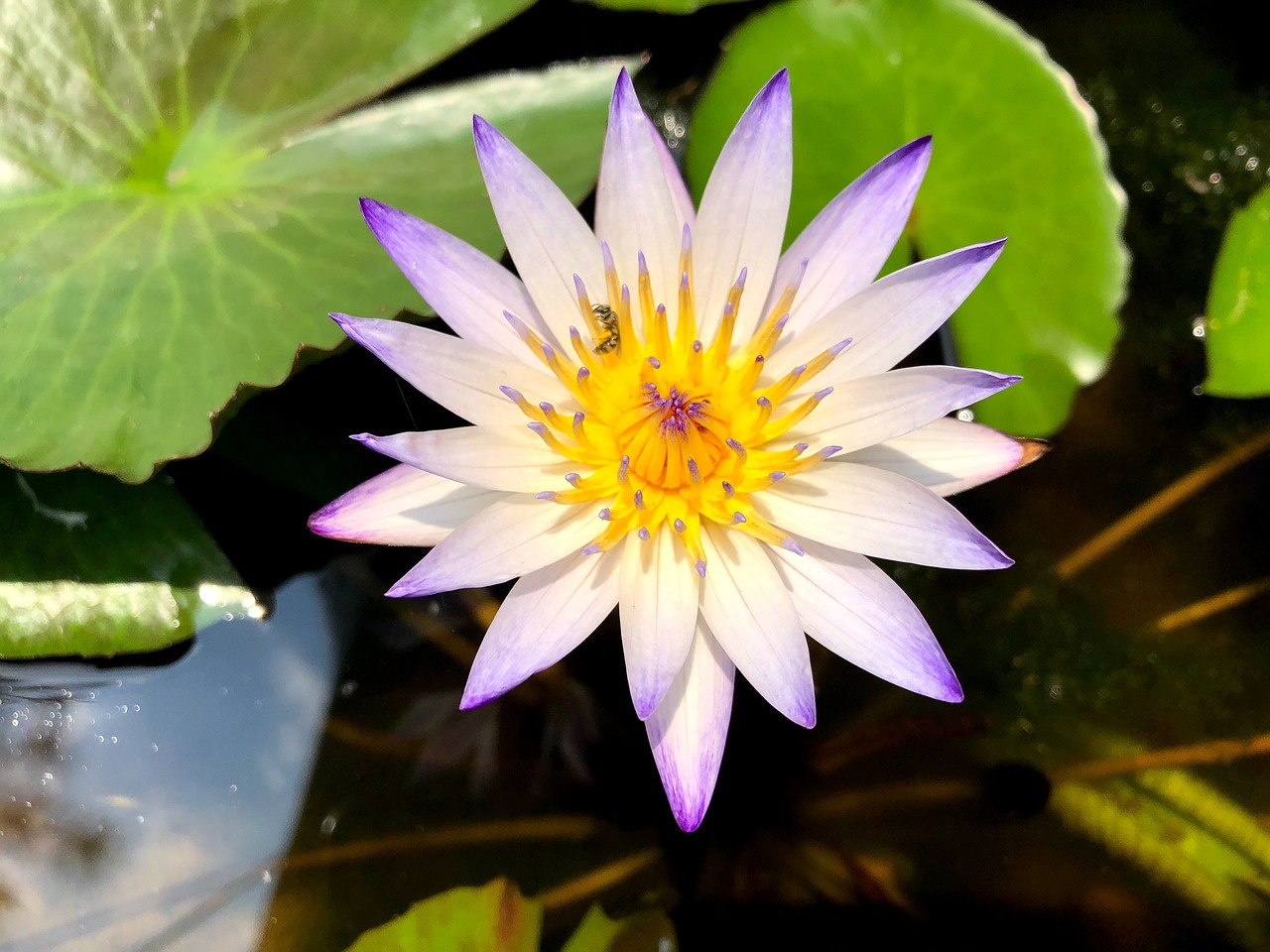 pond  lotus  flower free photo