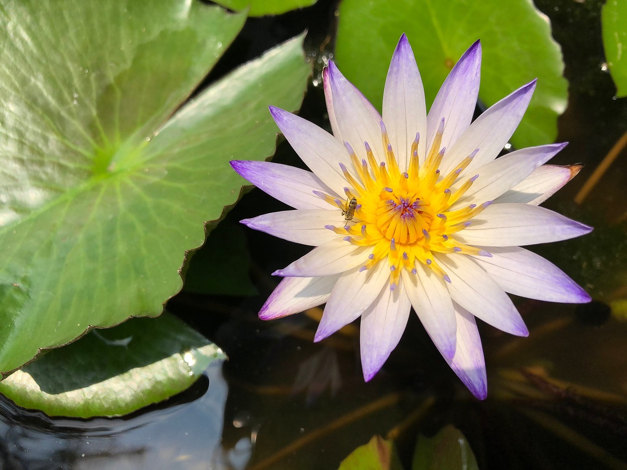 pond  lotus  flower free photo
