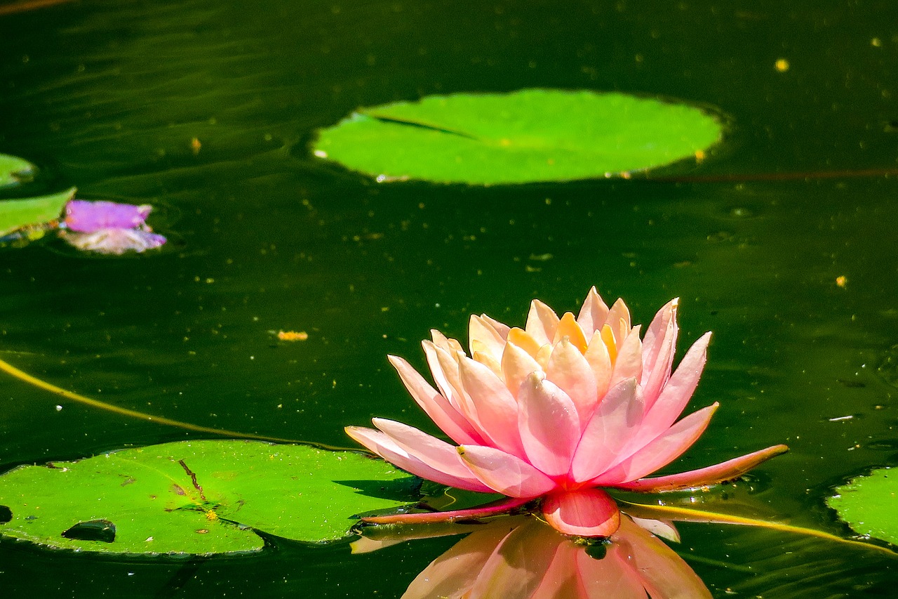 pond  lotus  aquatic plants free photo