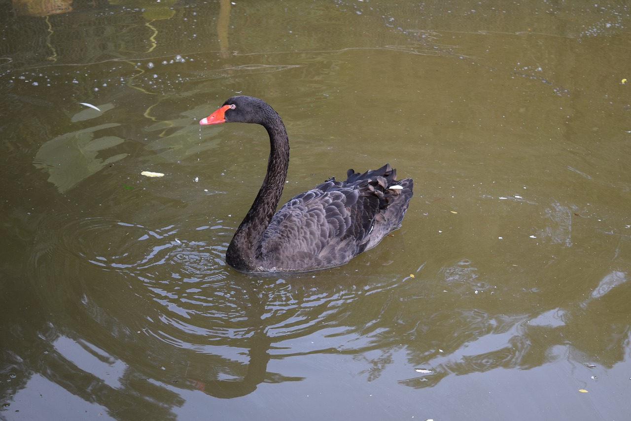 pond  nature  waters free photo