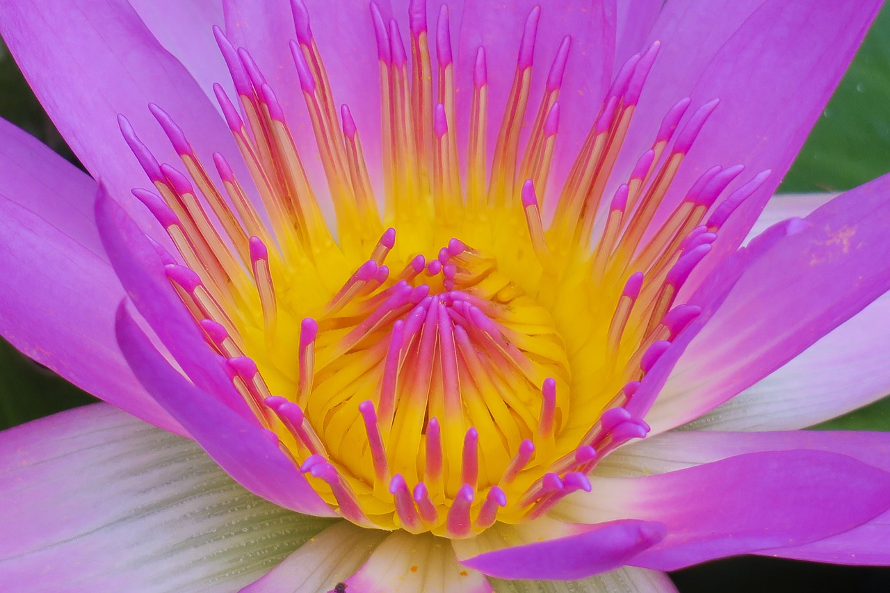 pond  lotus  aquatic plants free photo