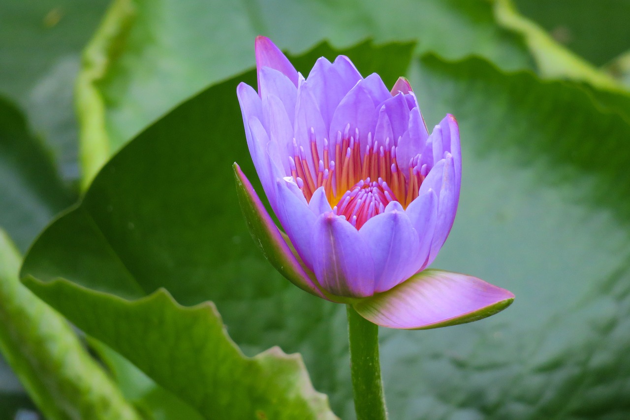 pond  lotus  aquatic plants free photo