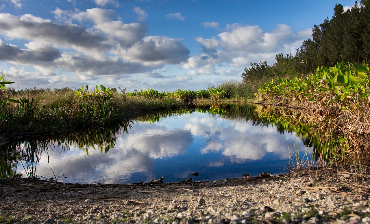 pond  florida  water free photo