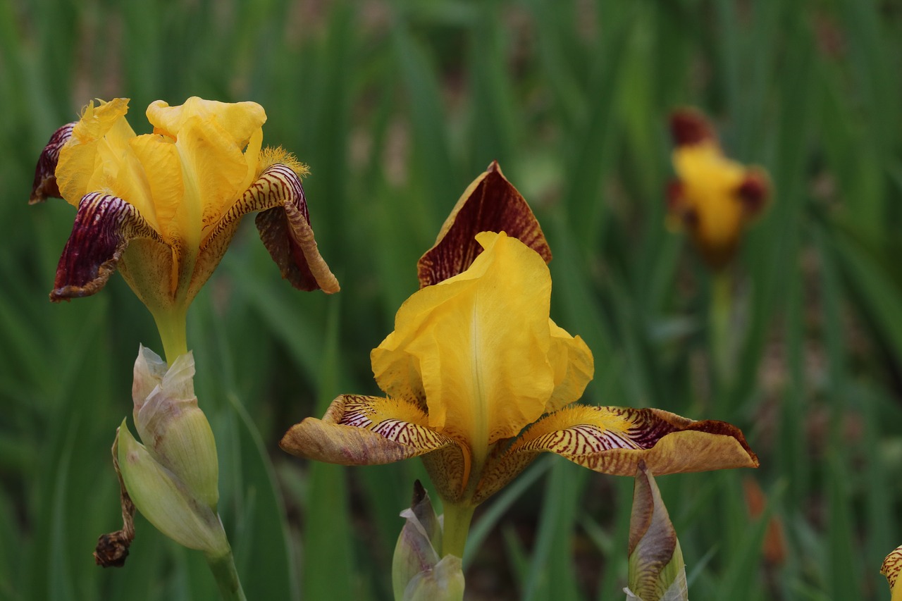 pond  plants  yellow free photo