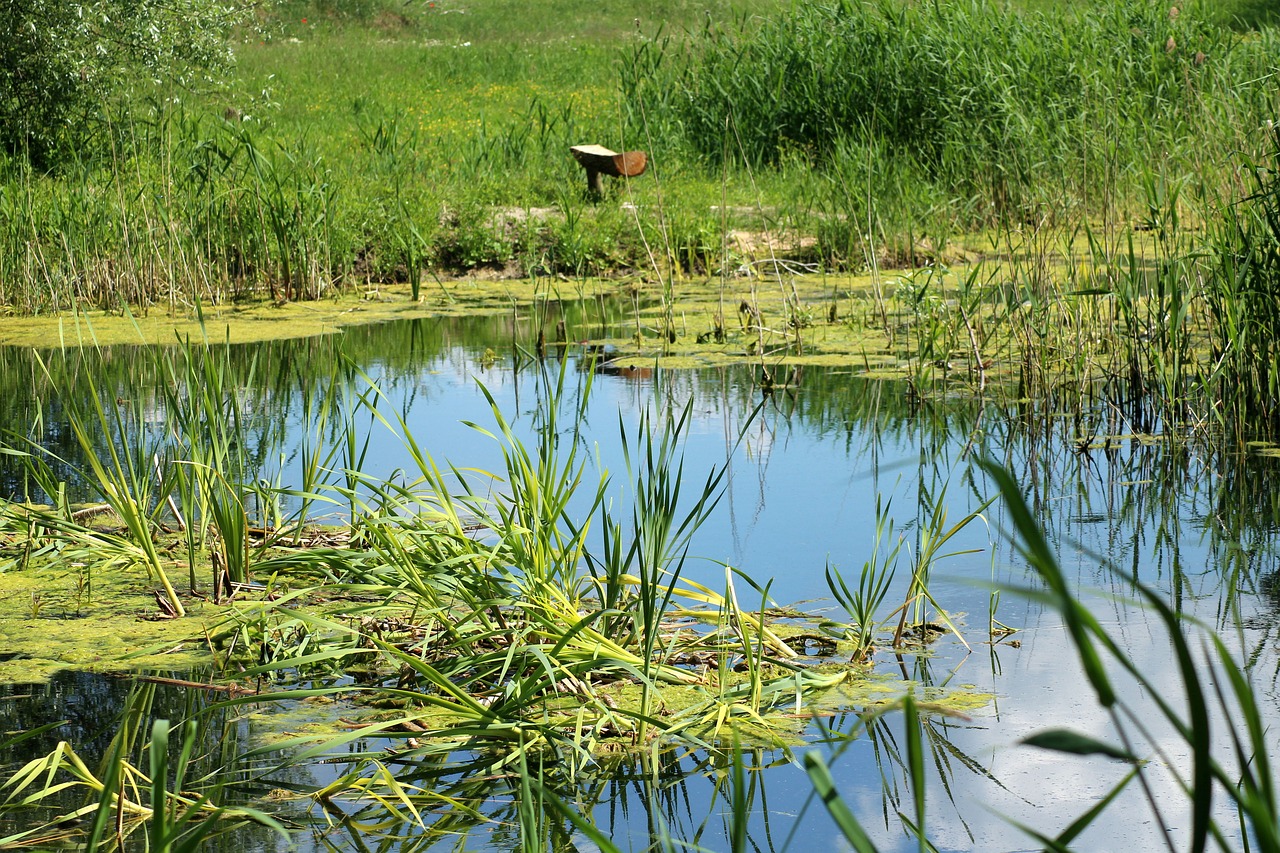 pond  over the water  water free photo