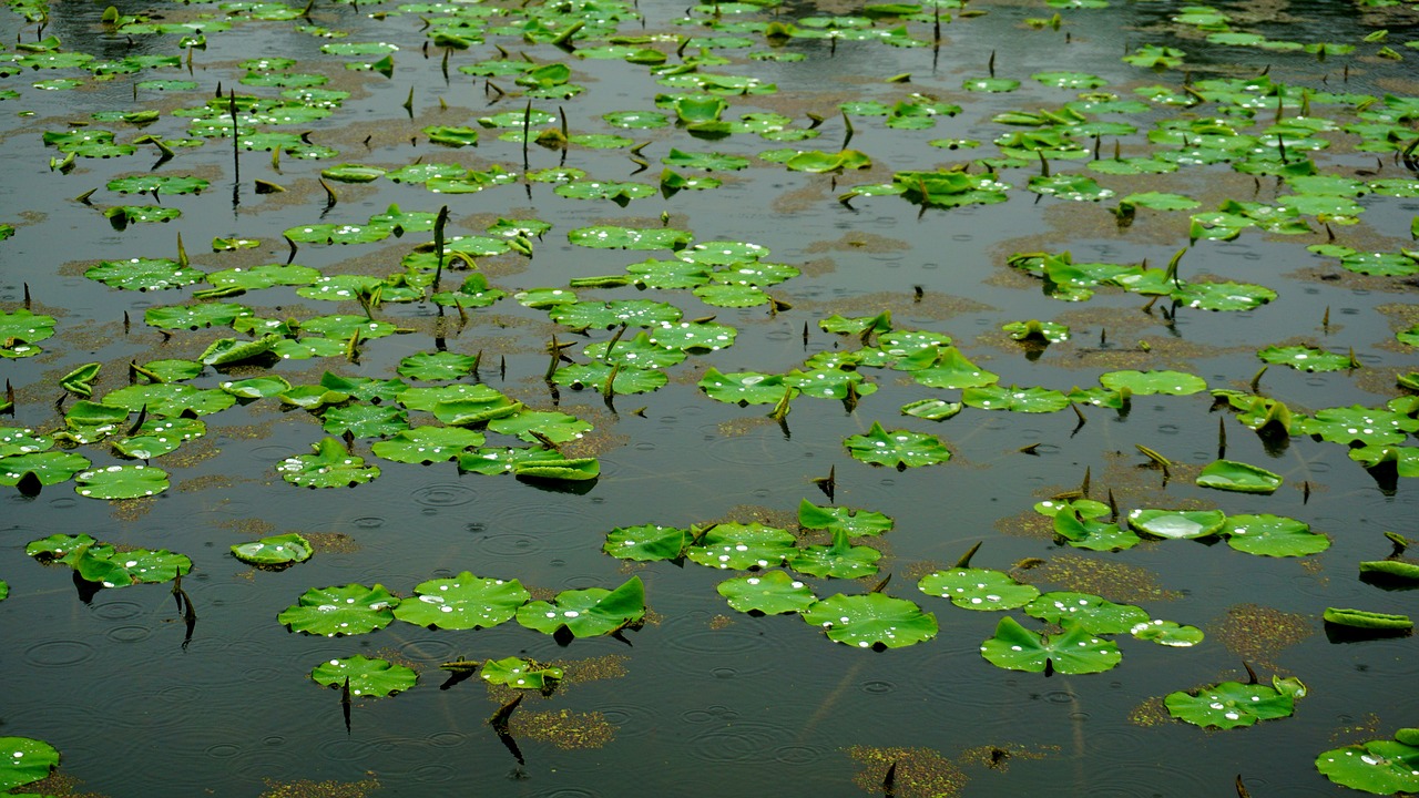 pond  raindrops  trickle free photo