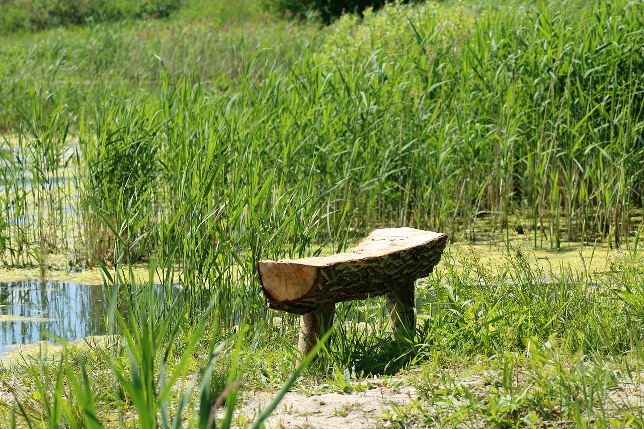 pond  over the water  bench free photo