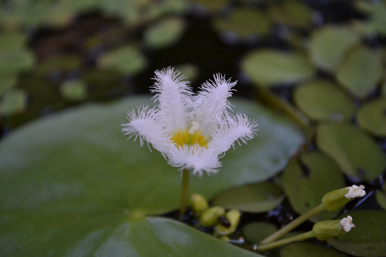 pond  flower  aquatic free photo