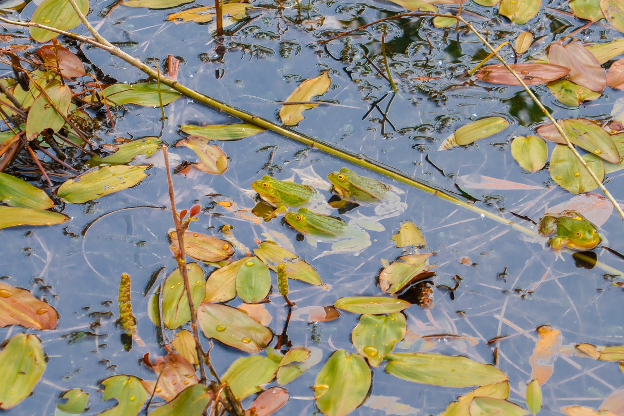 pond  frogs  green frog free photo