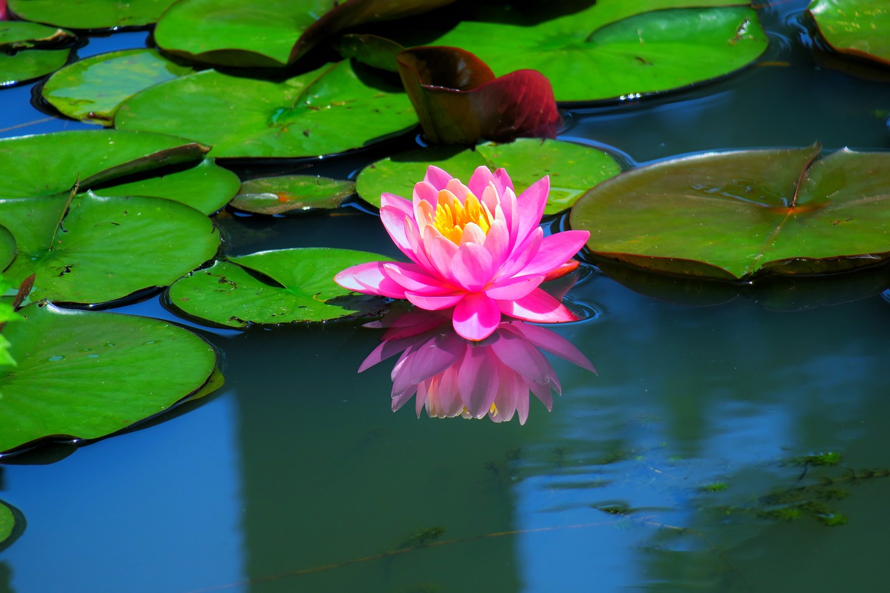 pond  lotus  aquatic plants free photo