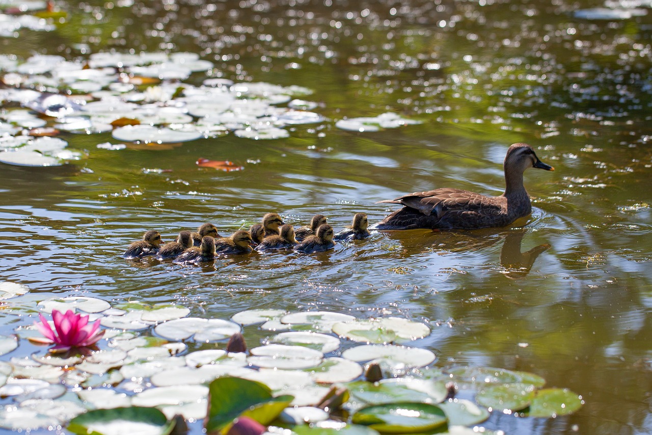 pond  duck  water lilies free photo