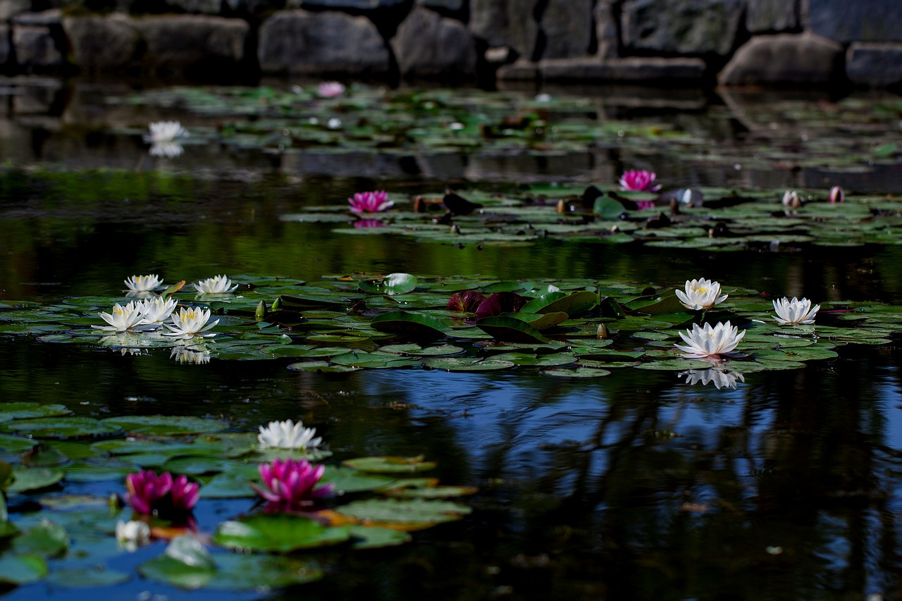 pond  water lilies  plants free photo