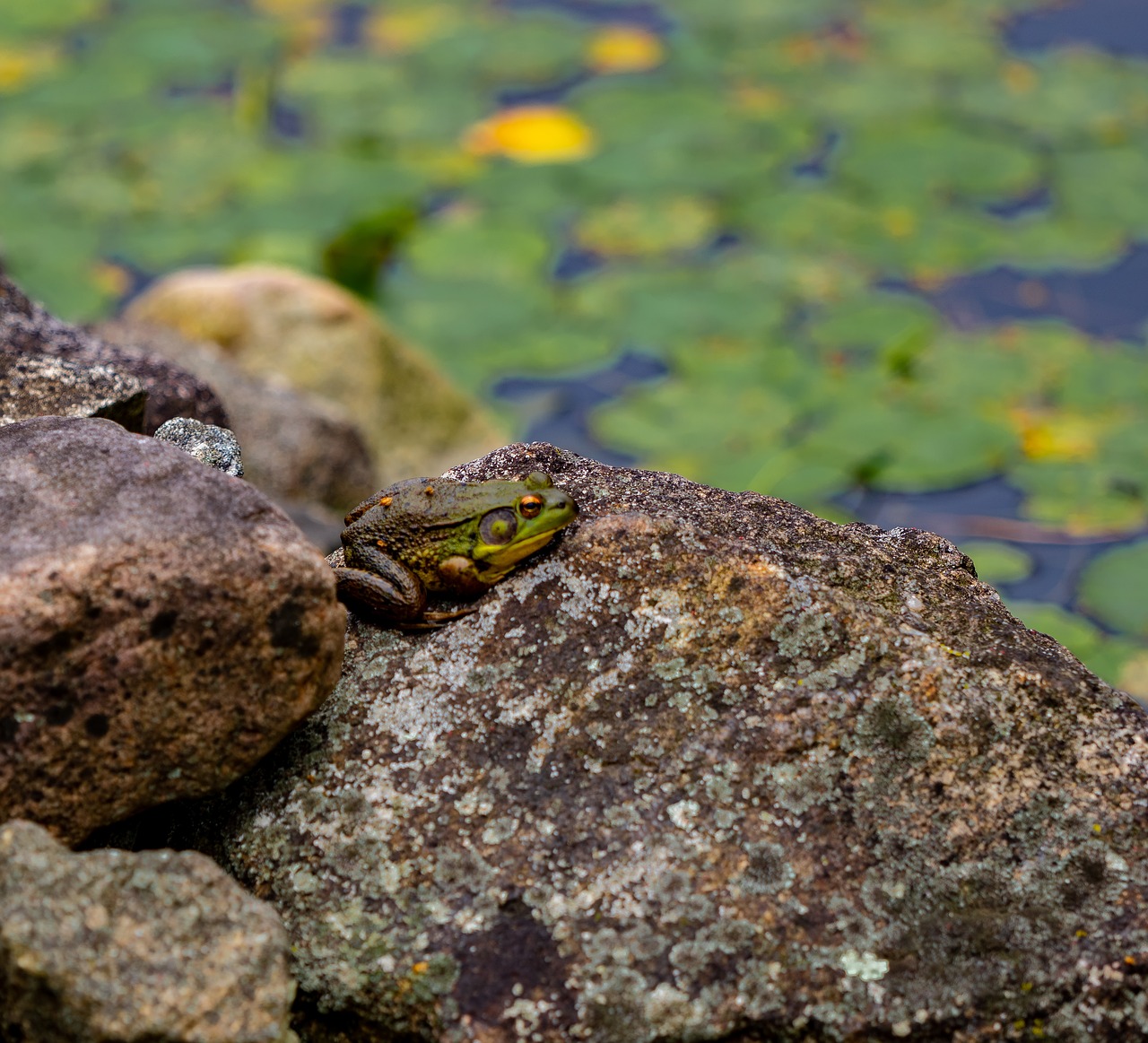 pond  fish  water free photo