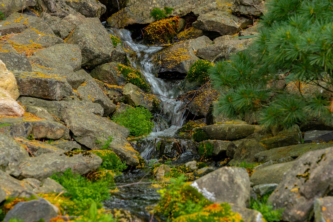 pond  fish  water free photo