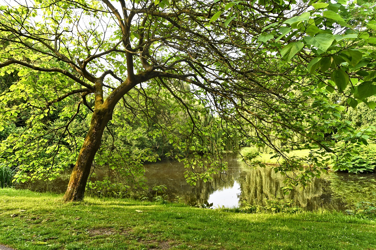 pond  water  tree free photo