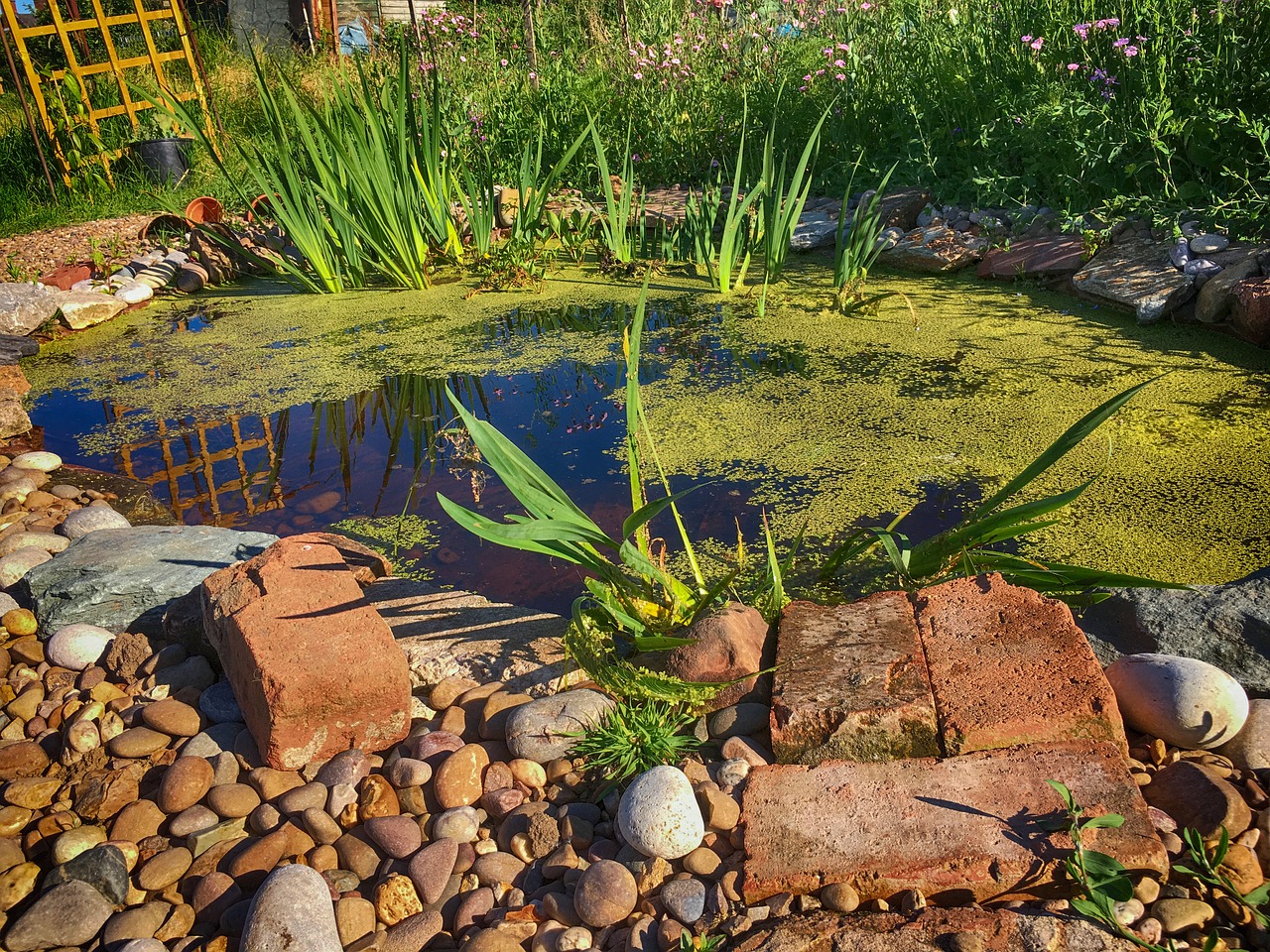 pond  water  nature free photo