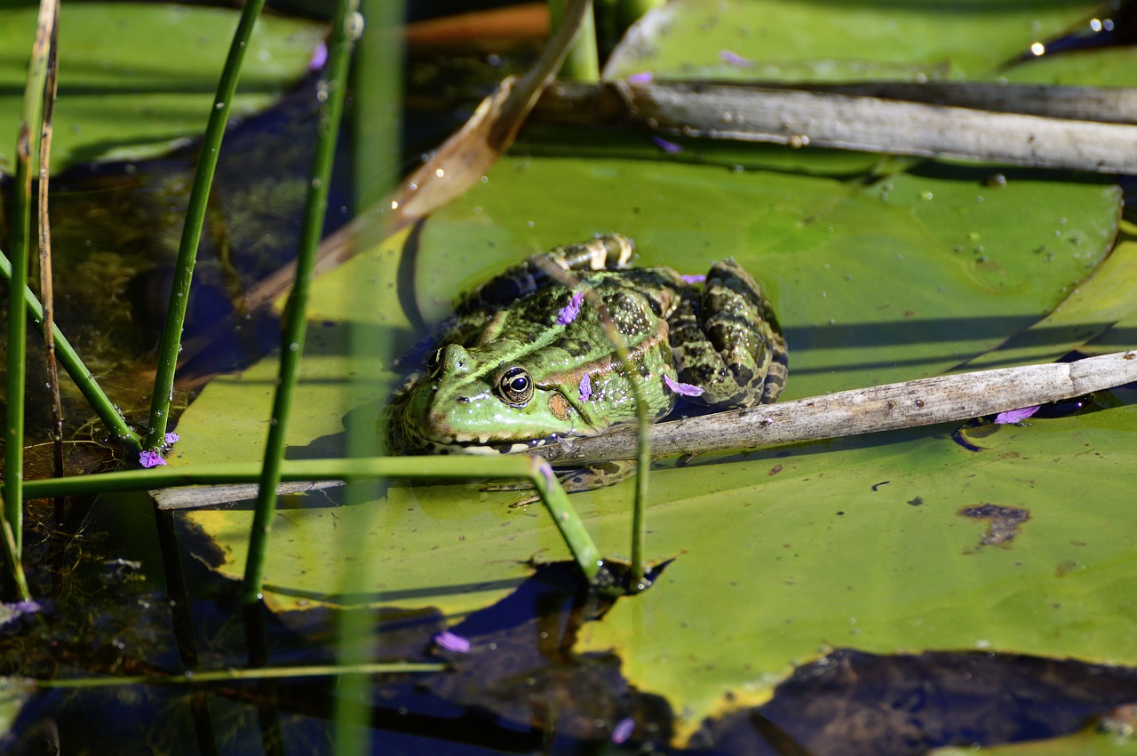 pond  water frog  frog pond free photo