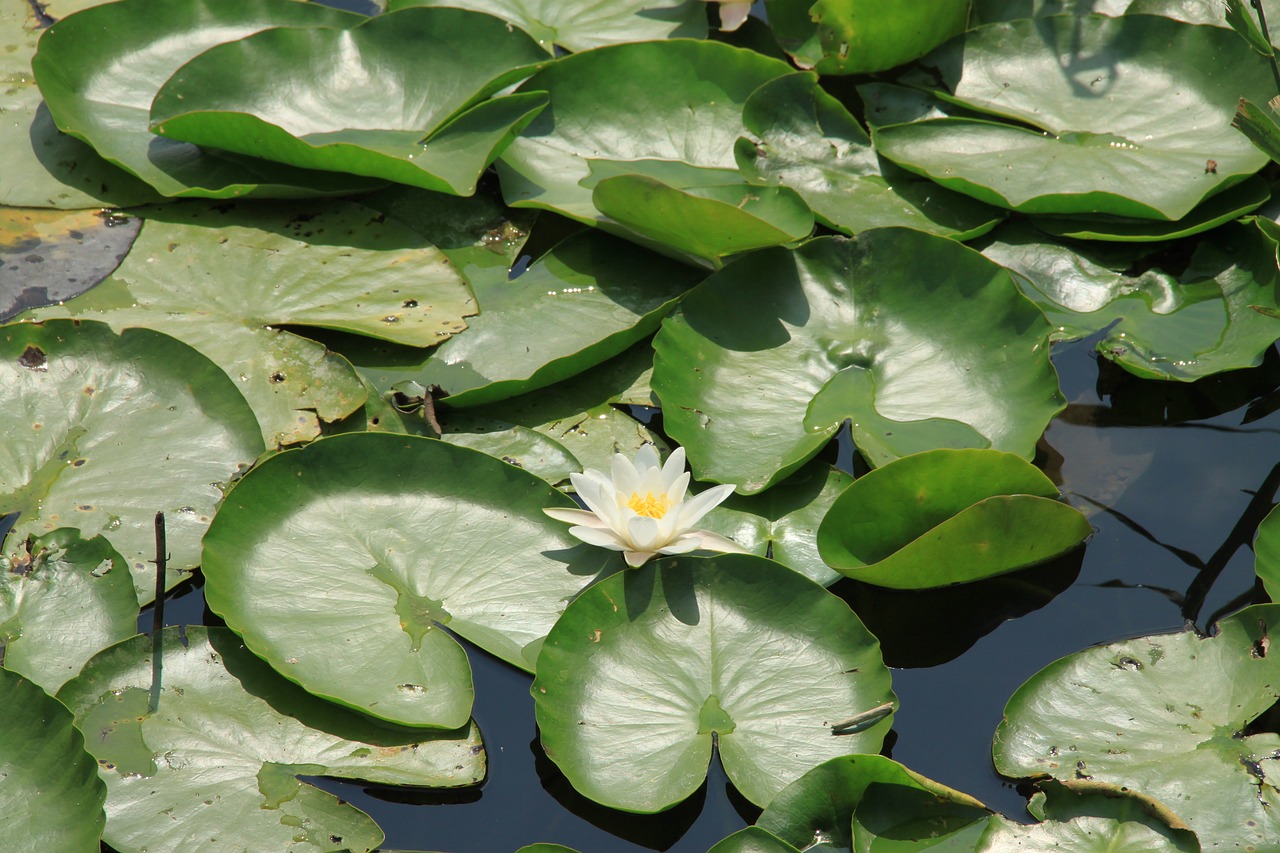 pond  water lilies  nature free photo