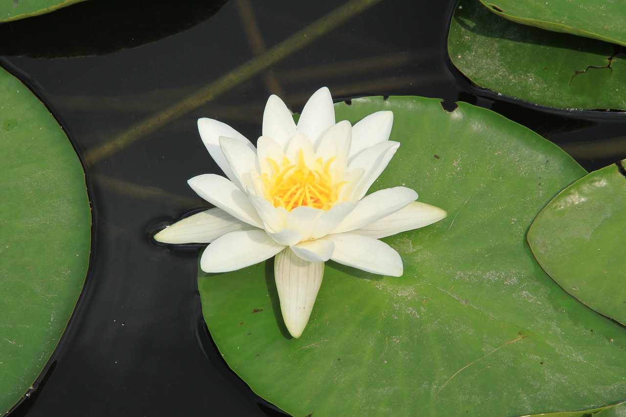 pond  water lily  flower free photo