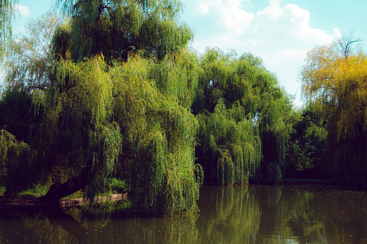 pond  willow  water free photo