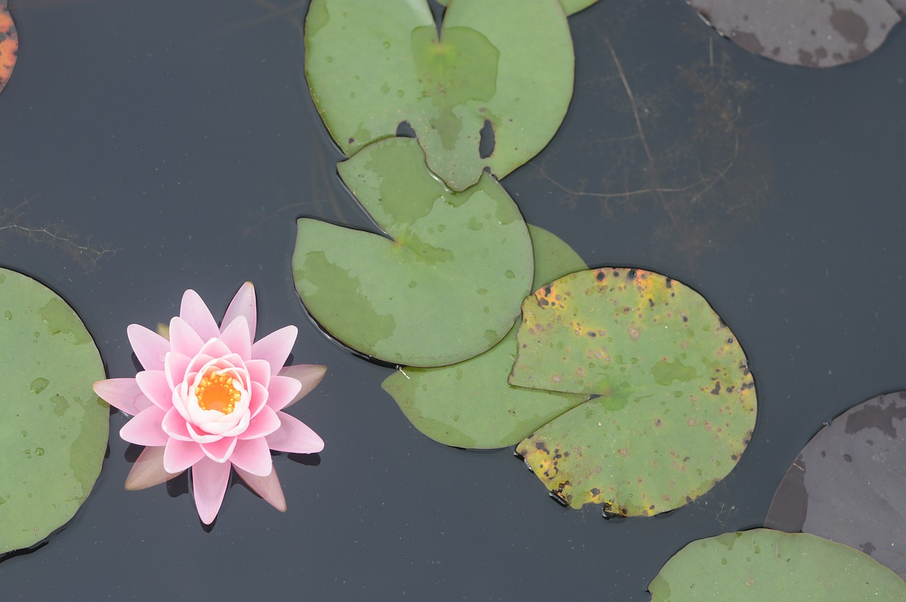 pond  natural  flowers free photo