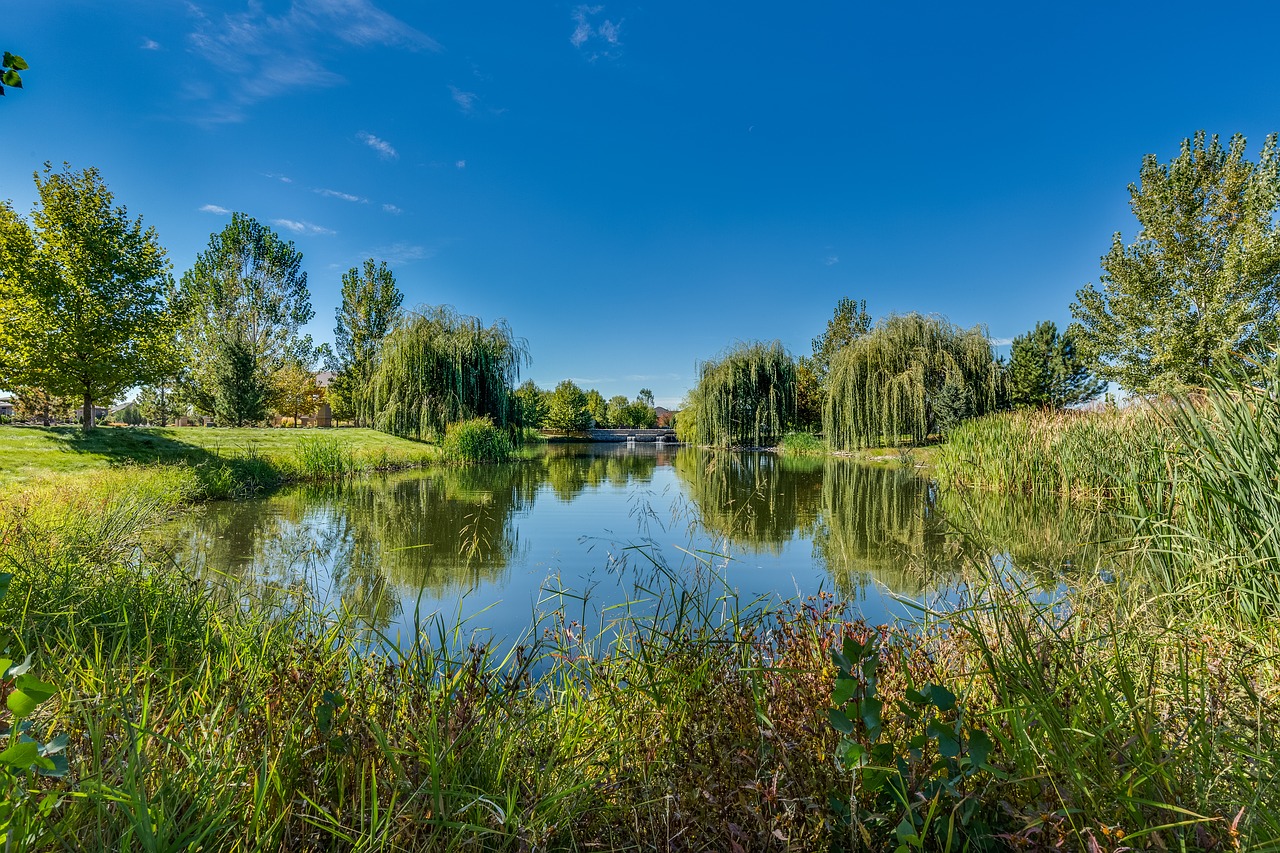 pond  outdoors  grass free photo