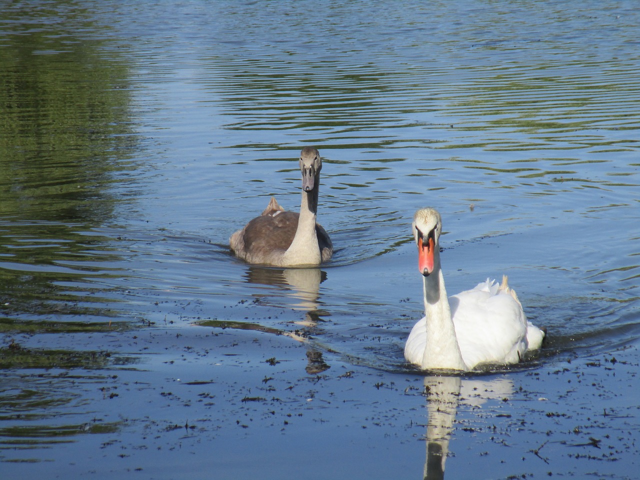 pond  swan  nature free photo