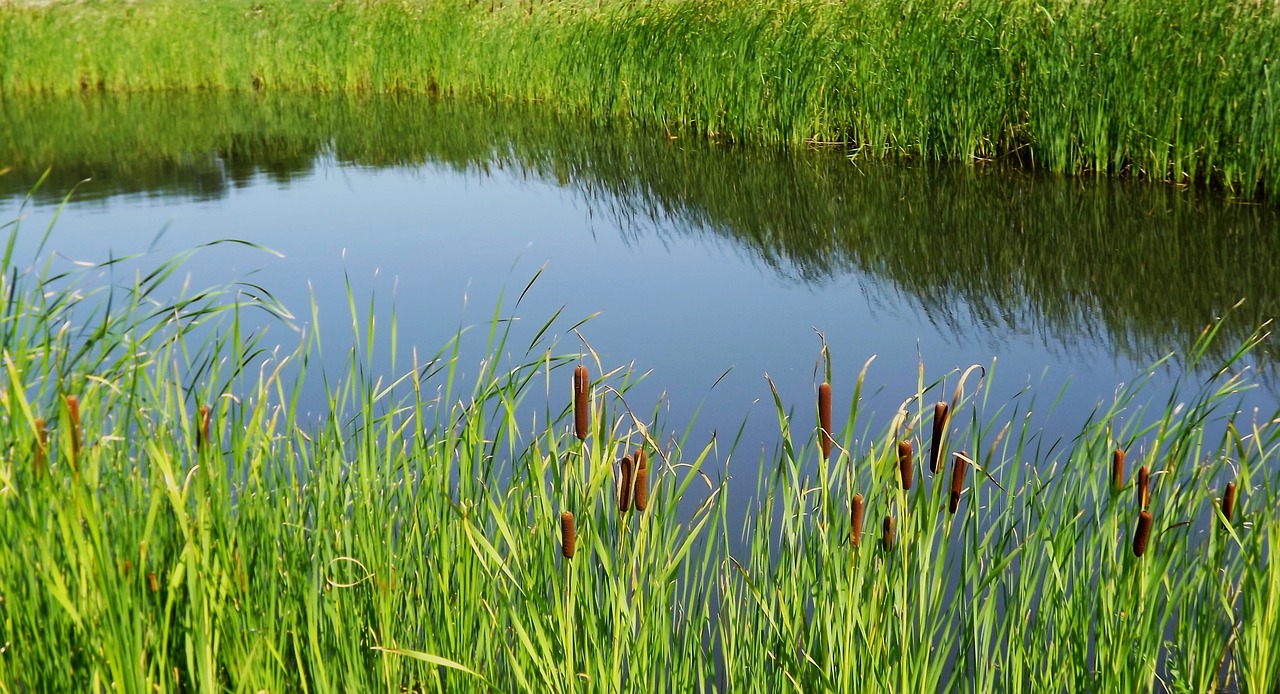 pond  green  grass free photo