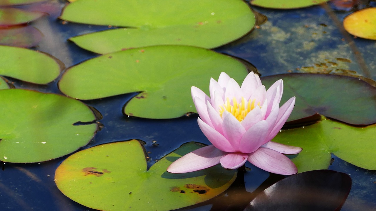 pond  water  water lily free photo