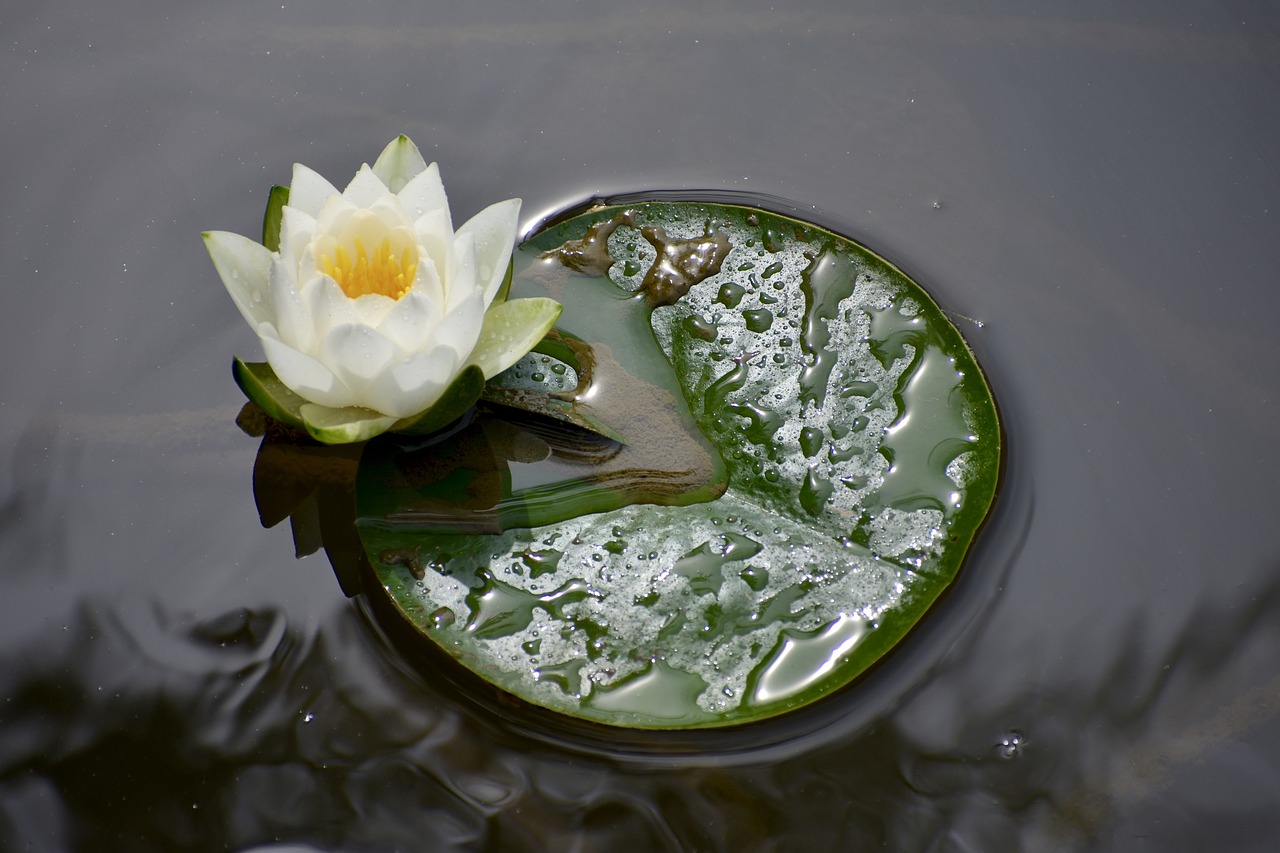 pond  lily  bloom free photo