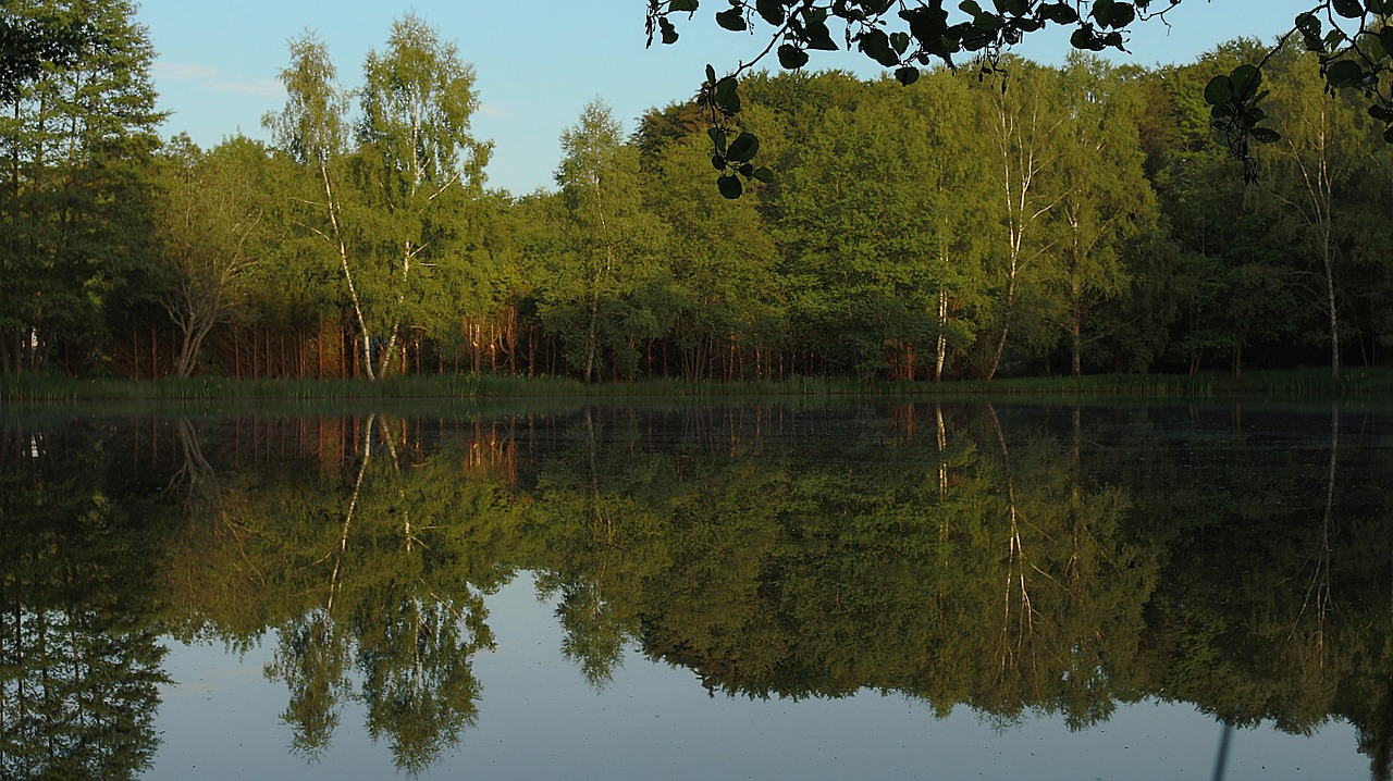 pond nature water free photo