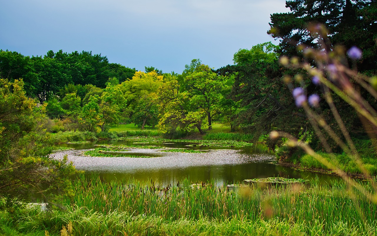 pond  park  nature free photo