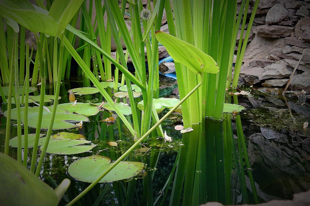 pond  plants  water free photo