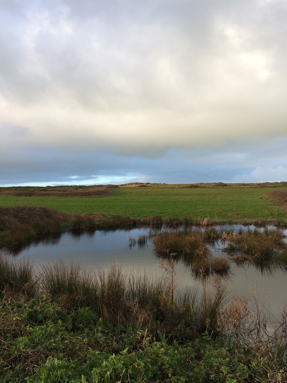 pond  nature  water free photo