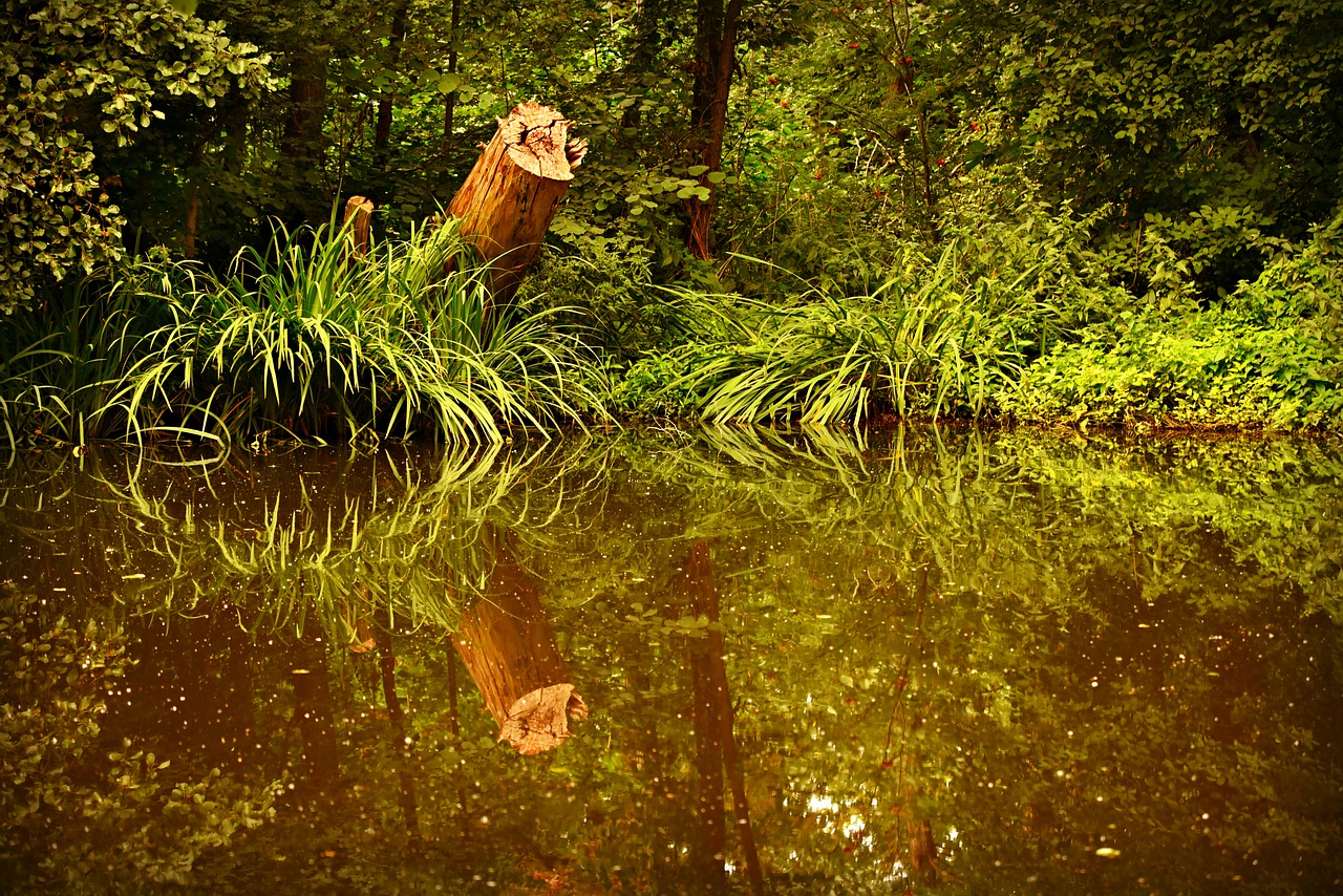 pond  water  stump free photo