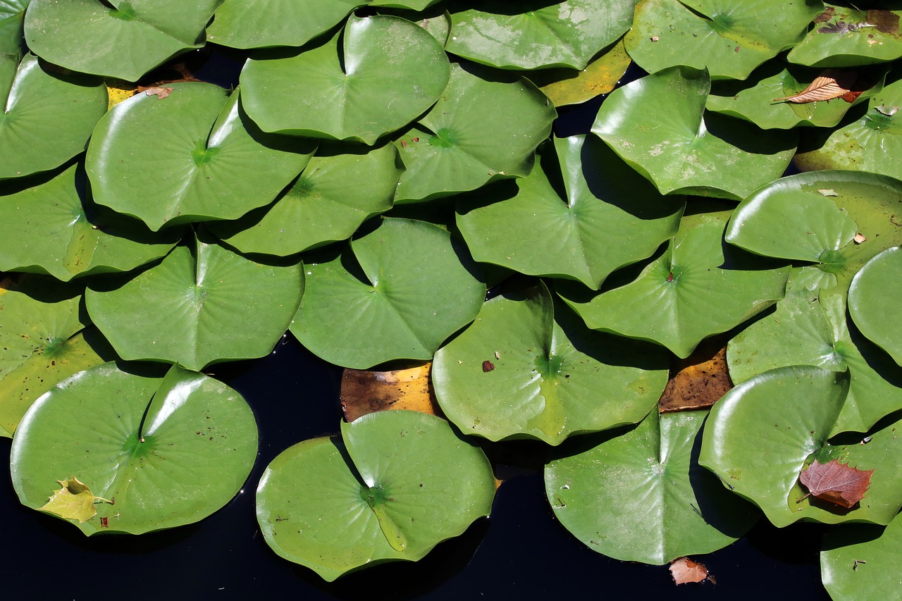 pond  plants  flowers free photo