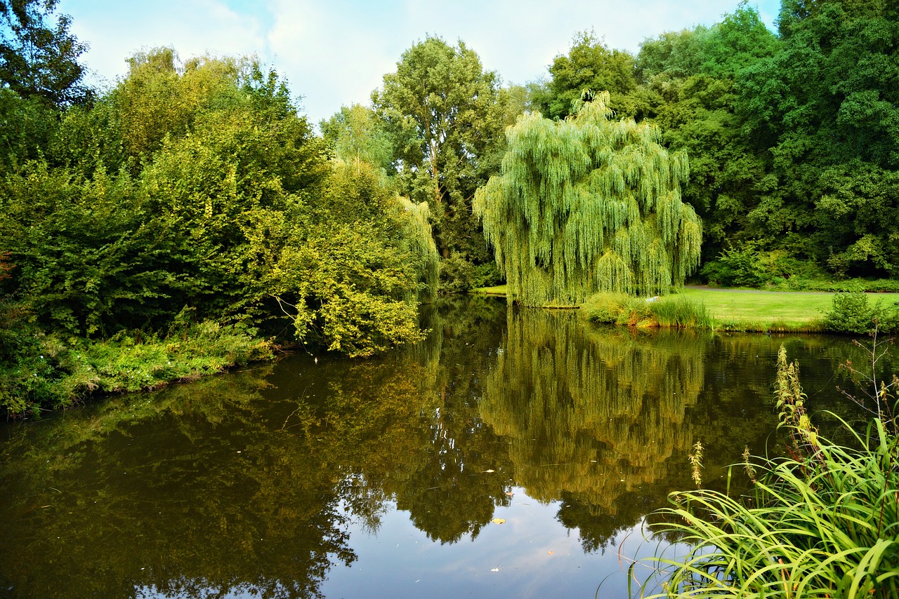 pond  water  trees free photo