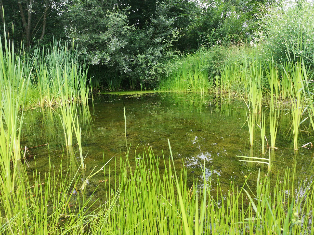 pond  pools  waters free photo