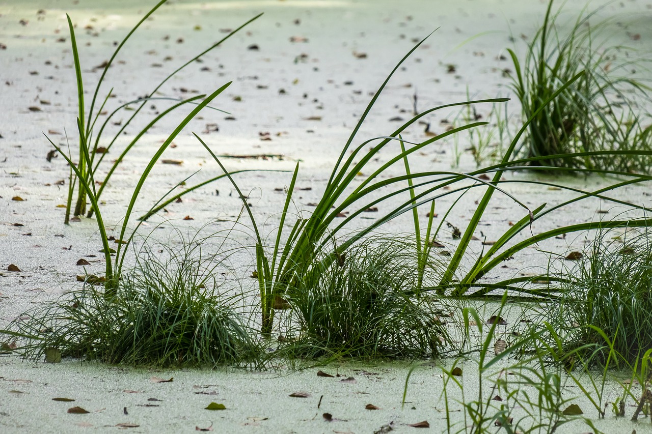 pond  pools  duckweed free photo