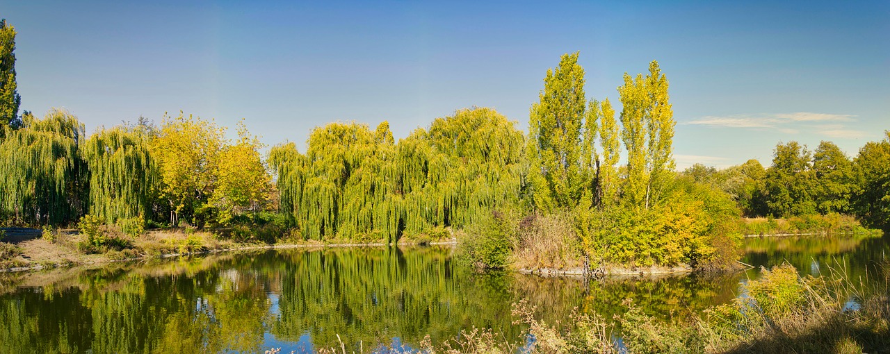 pond  nature  trees free photo