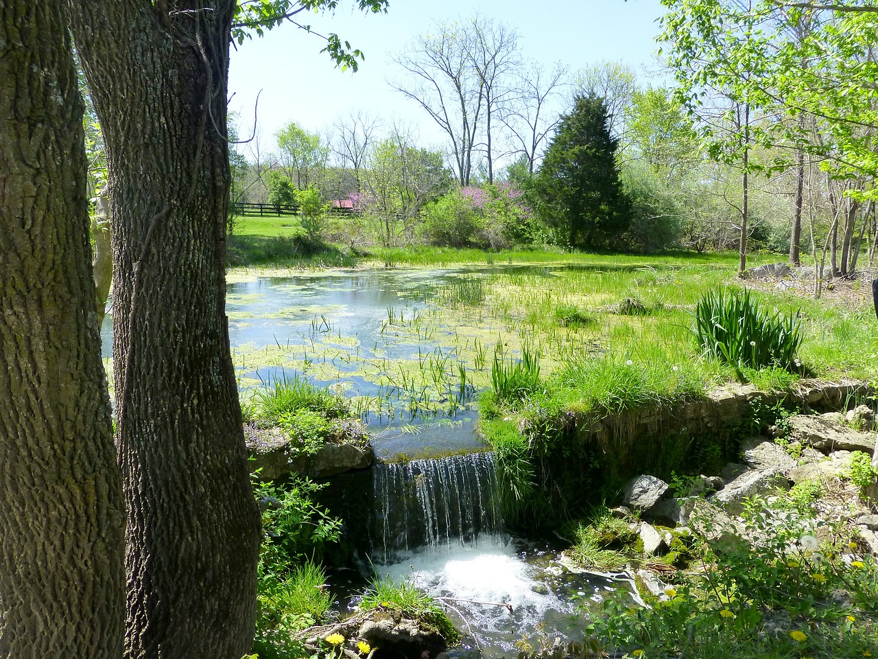 pond waterfall nature free photo