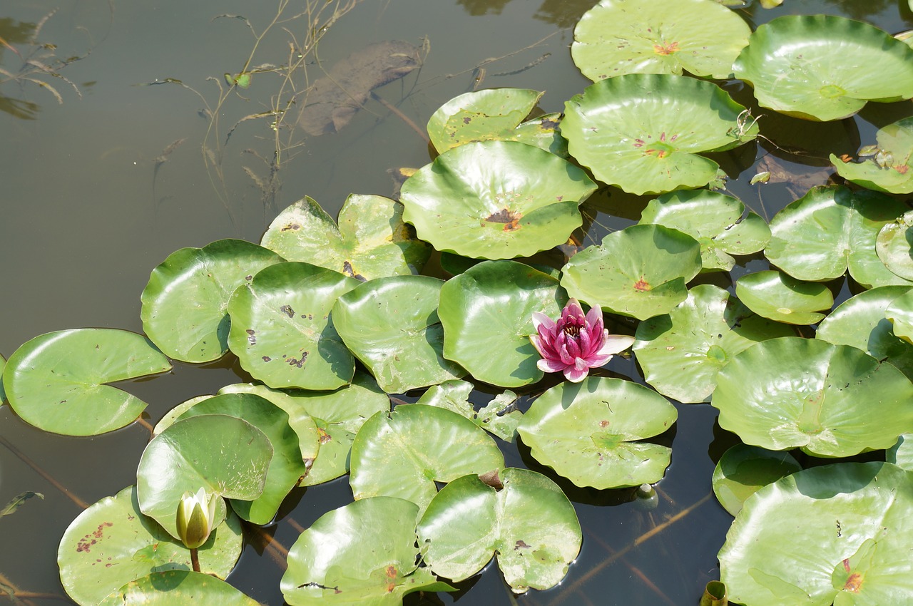 pond  lotus  nature free photo