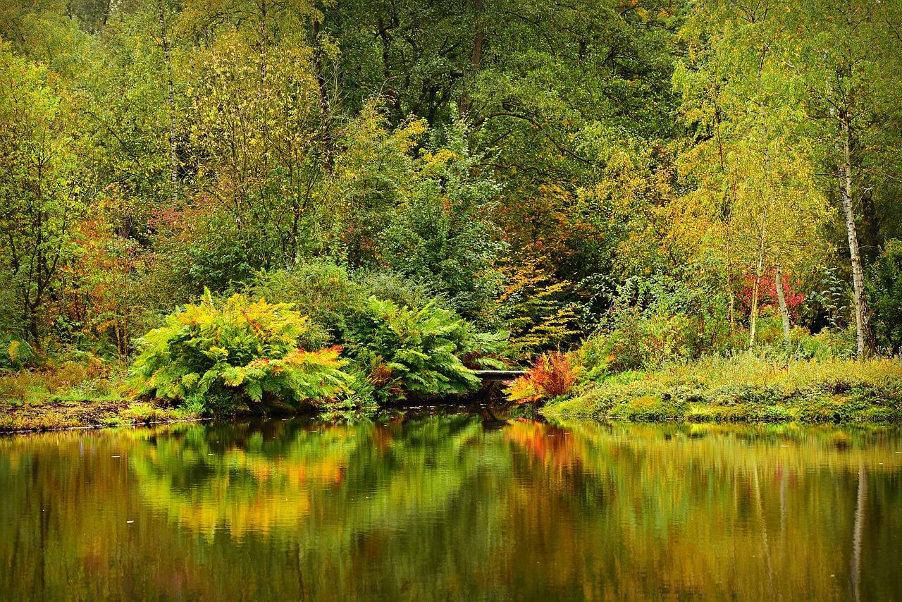 pond  water  tree free photo