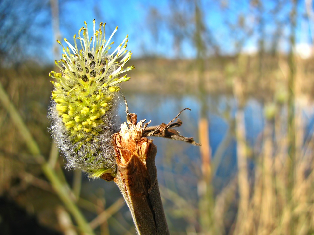 pond spring plants free photo