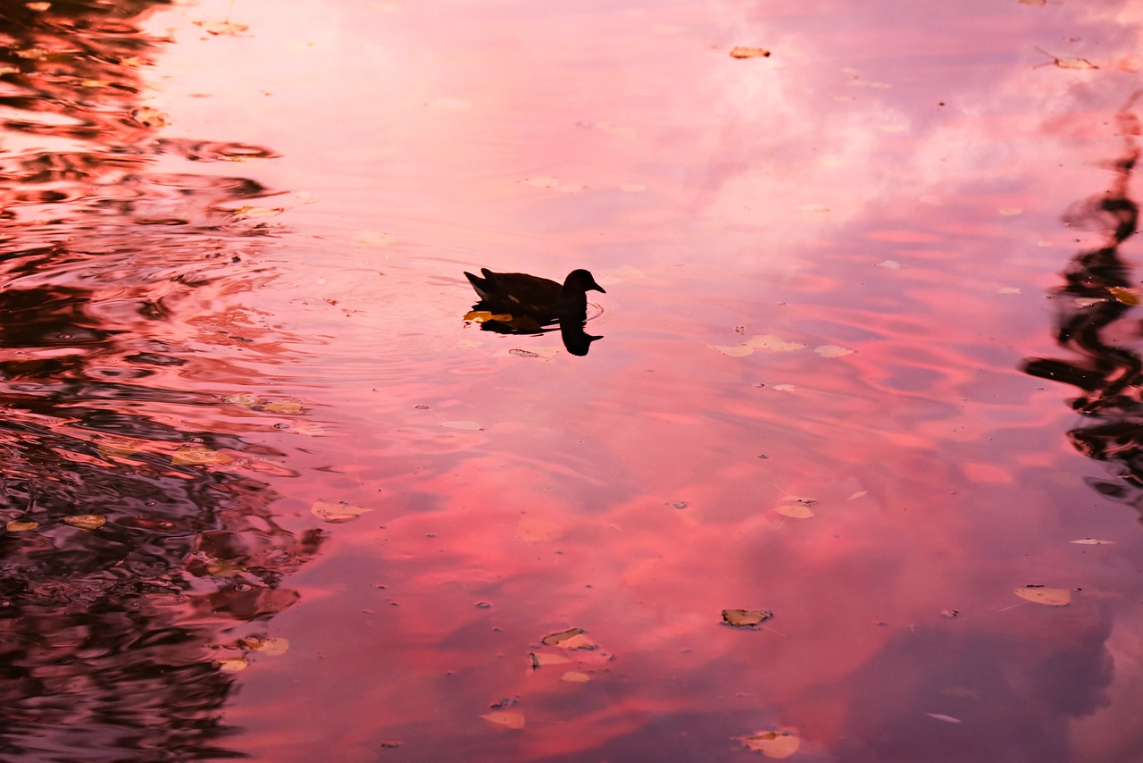 pond  water  duck free photo