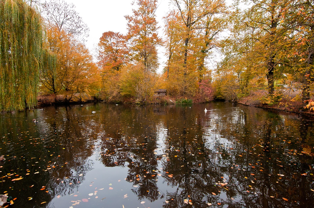 pond  autumn  ducks free photo