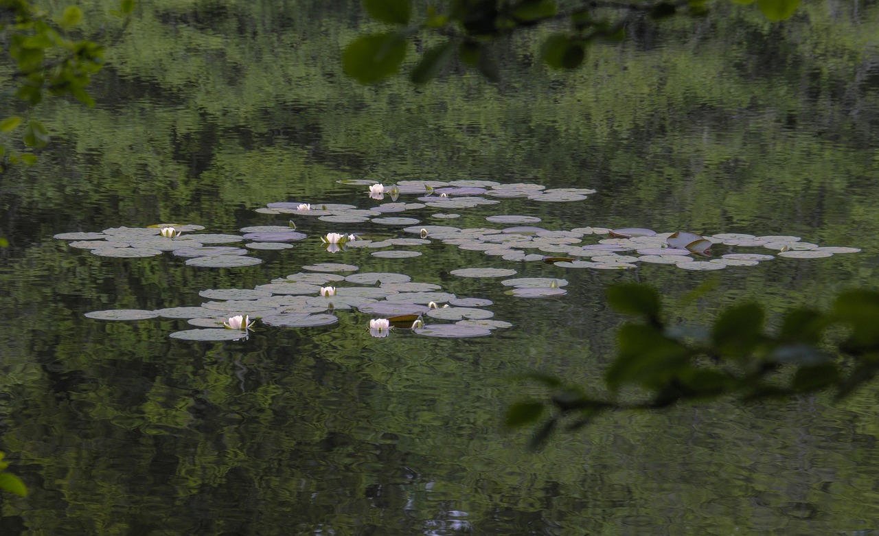 pond  lake  lily free photo