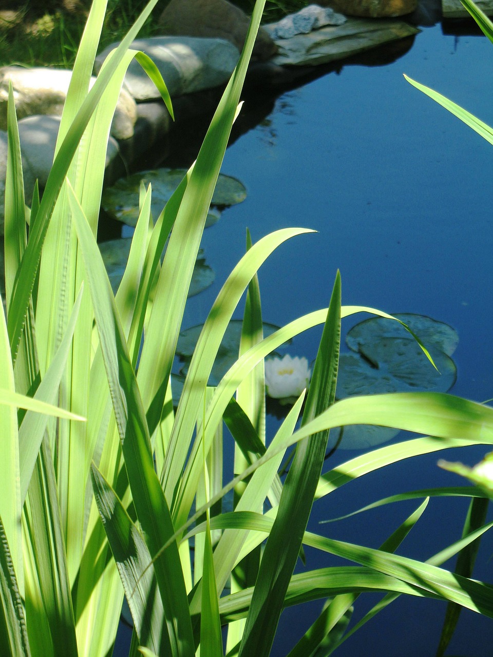 pond leaves flowers free photo