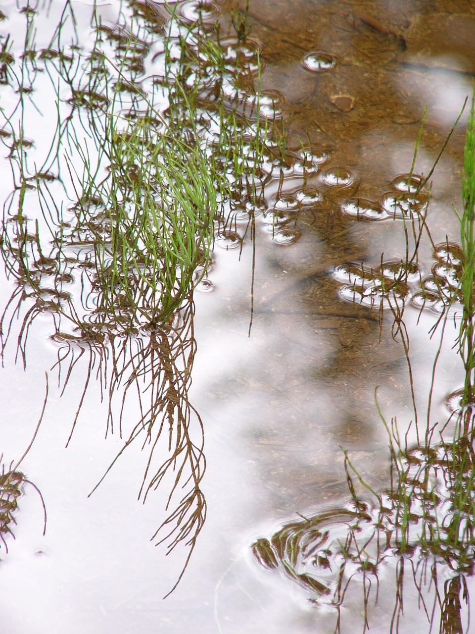 pond water mirroring free photo