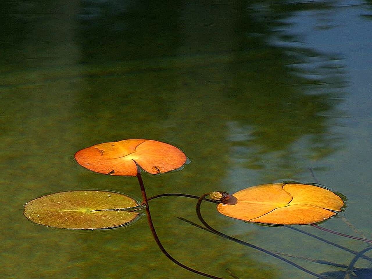 pond reflecting lake free photo